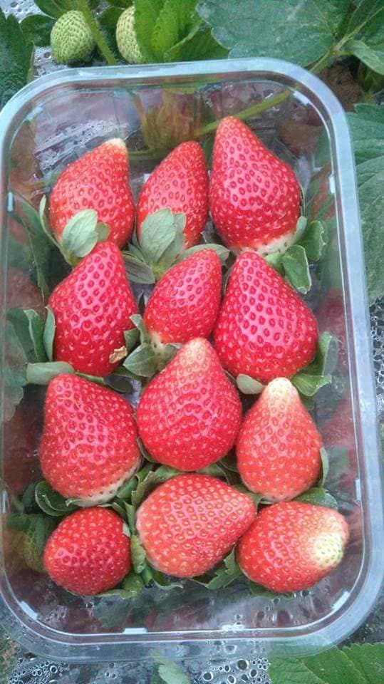 Aton Green Egypt Fresh Fruits & Vegetables